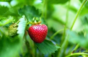 Sadzenie powtarzające truskawki odmiany „Październik Miracle”