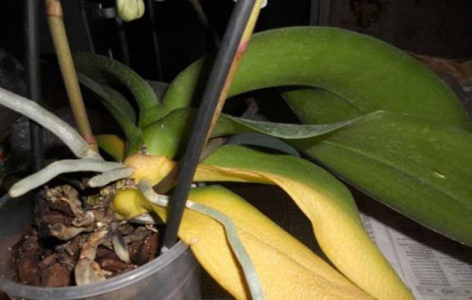 Jeśli stracił wszystkie jego liści, nie przetrwa sam Phalaenopsis!