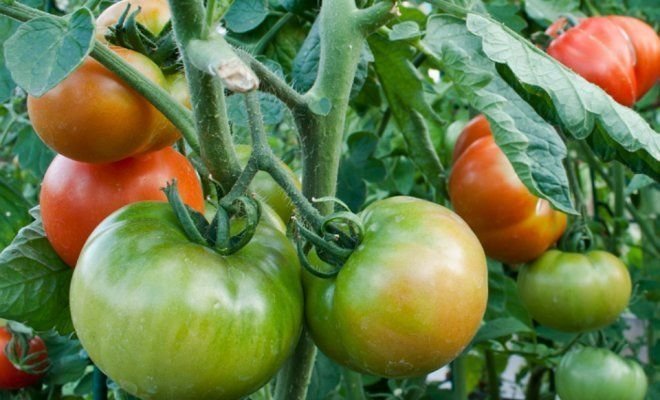 dojrzewanie pomidorów