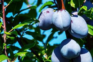 Sadzenie owoców pestkowych (śliwki) w październiku. Krok po kroku