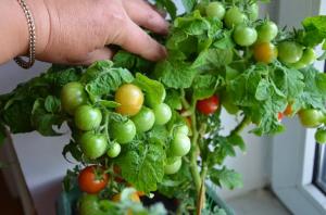 Pomidory cały rok 5 z najlepszych odmian dla okna