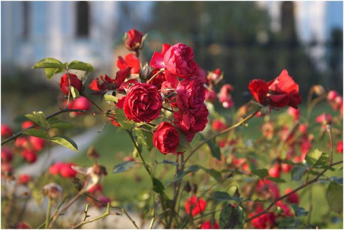 Roses - miłość milionów plantatorów na całym świecie. Ale ta miłość była wzajemna, należy starannie dbać o rośliny - „Garden Queen” jest znany ze swoich kaprysów. Photo notatki pochodzą z publicznego dostępu.
