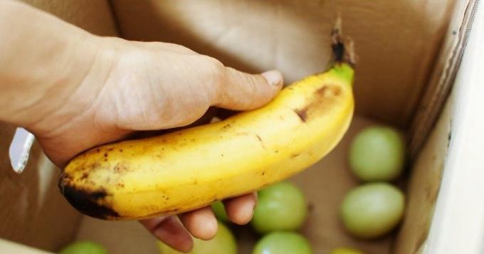 Dojrzały banan przyspiesza dojrzewanie zielonych pomidorów
