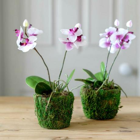 Suszenie korzenie, choć i sprawia, że ​​Phalaenopsis kwiat (stres) powoduje ogromne szkody dla korzeni