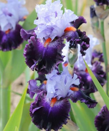 Piękny kwiat bearded iris różnorodność