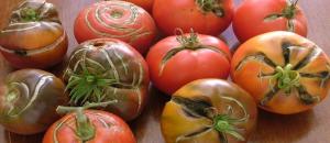 Dlaczego istnieją pęknięcia na pomidory. Powody, dla których nie znają wszystkich ogrodników.