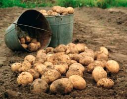 Ziemniaki będą duże i smaczne opatrunku w lipcu ✔