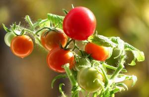 Pomidory będzie słodka! tajemnice uprawy