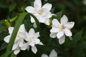 Pielęgnacja zhasminovidnoy gardenia w domu