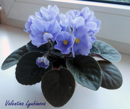 Niebieski fioletowy (fot Valentina Lubimova z forum)