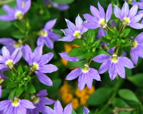 Kwiat Formularz Scaevola przyjemny dobrze rozpoznawalne. Przyjrzyj: płatki są rozmieszczone jak wentylator tylko jedną ręką! Zdjęcie: violet-bryansk.ru