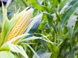 Korzyści i szkodliwości dla zdrowia ludzkiego kukurydzy