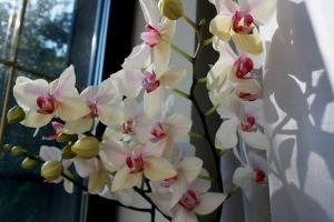 3 sposoby pobudzania kwitnienia Phalaenopsis