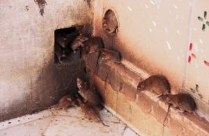 Łatwy sposób pozbyć się szczurów i myszy w domu.