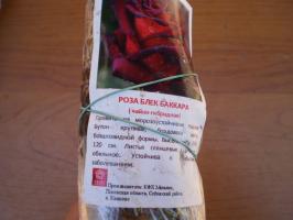 Cechy sadzenia hybrydowych herbacianych róż na wiosnę