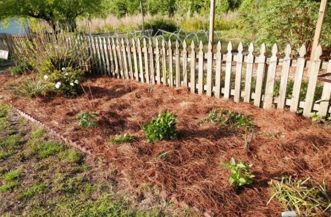 Ściółkowanie łóżka z sosnowych igieł | Ogród i ogrodnictwo