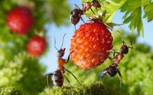 Mrówki na ziemi: jak pozbyć się niechcianych „sąsiadów”