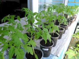 Kiedy i jak prawidłowo sadzić sadzonki pomidorów