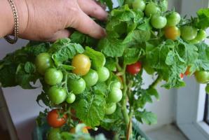 Dlaczego lepiej rosną pomidory i ogórki na parapecie