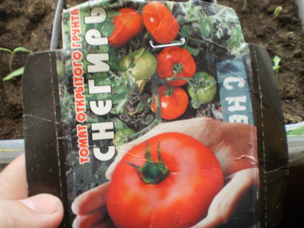 Odmiana pomidora „Gil”. 