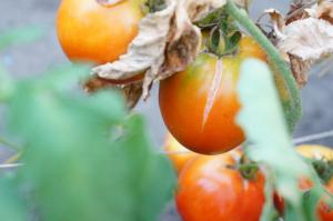 Szopka hodowca dlaczego pomidory pękają i co robić