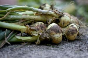 W trakcie zbierania cebuli w ogrodzie + sposób, aby przyspieszyć dojrzewanie