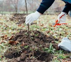 Sadzenie drzew jesienią: technika rolnicza i niuanse
