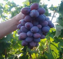 Pasza winogron bez użycia środków chemicznych dla wzrostu dużych jagód.