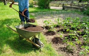 Nawóz organiczny w ogrodzie: 5 najlepiej jeden bez chemii