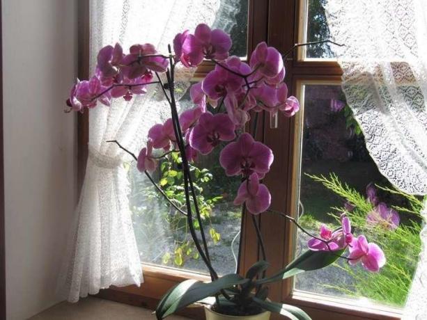 Obfite kwitnienie Phalaenopsis ( http://picdom.ru/i/1280x800/3/8/0b98d41a7.jpg)