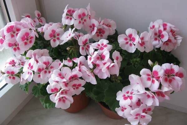 Pelargonium 'Flower Fairy Biały Splash'