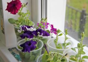 Cięciwa maja: kiedy petunie rośliny sadzonki i jak prawidłowo dbać