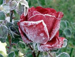 Przygotuj róże na zimę: jak temperament, co i co ukrywać, jak przycinać. Jak kolor wpływa na mróz