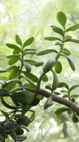 Jade szybko rośnie, i trzeba stale monitorować ten proces. Do drzewa pieniądze szybko rośnie, podlewanie go oszczędnie: zwiększy motywację do roślin zielonych masę, która zatrzymuje wilgoć.