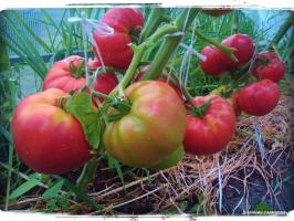 5 najlepszych odmian pomidorów w szklarni i otwartym polu