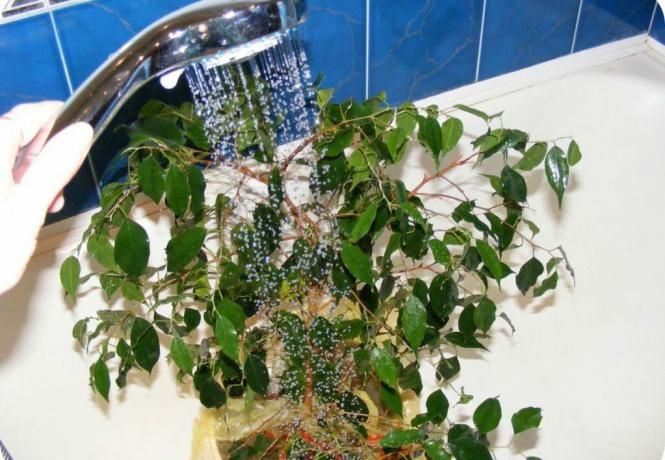 Ficus benjamina nie jest przyjemne, a przepełnienie i susza: liście spasuje natychmiast! Zdjęcie: krrot.net