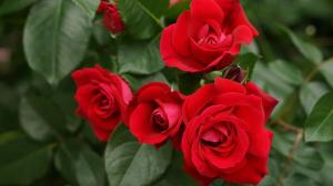 Nawożenie i podlewanie róż do długiego kwitnienia