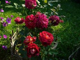 Zimowania róże: jak chronić królową przed zamarznięciem