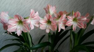 Hippeastrum i Amaryllis: Jakie różnice ogłuszając roślin