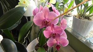Wilgotność przy uprawie orchidei