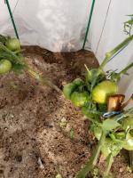 Pomidory dojrzewają źle w deszczowe dni. Mogę zebrać je zielone i dojrzewa w domu