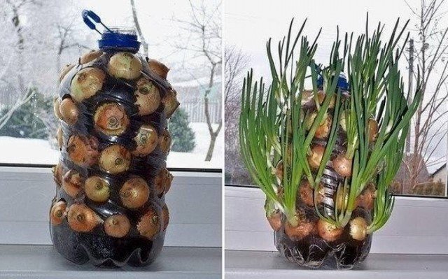 Unikalna metoda uprawy cebuli na parapecie | Ogród i ogrodnictwo
