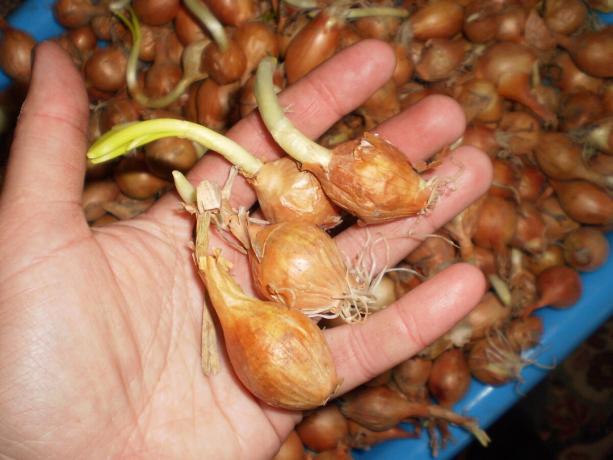 Porośnięte cebule można sadzić na pióro.