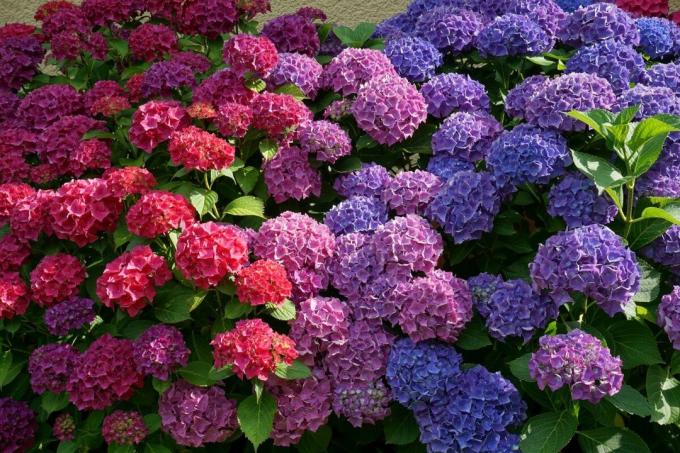 Każdy ogrodnik może zmienić kolor hortensji bez „barwniki”, korzystając z naturalnych właściwości buszu