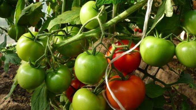 I sierpniu nadal monitorować wystarczającą ilość wilgoci pomidorowy łóżek