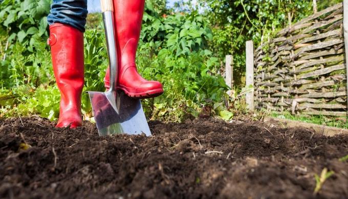 Korzyści i szkodliwości kopanie ziemi w okolicy | Ogród i ogrodnictwo