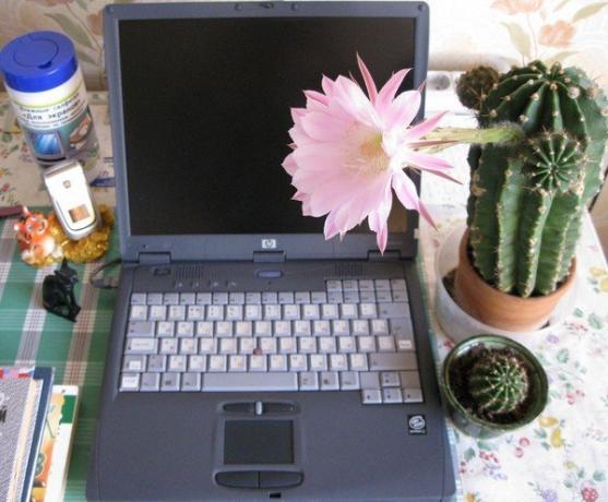 Kaktus przy komputerze. Zdjęcia z internetu