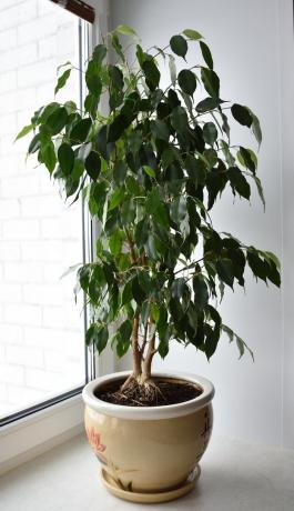 Moim ulubionym zielonym. W pierwszym roku uprawy Ficus Benjamina, a on „lysel”. Zdjęcie w listopadzie 2018 z osobistego archiwum