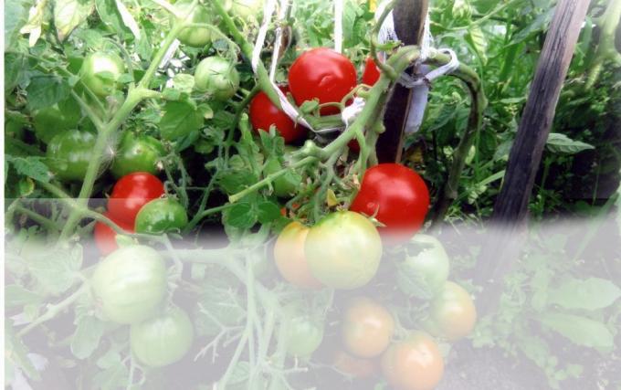 Pomidory w szklarni (Photo - Internet)