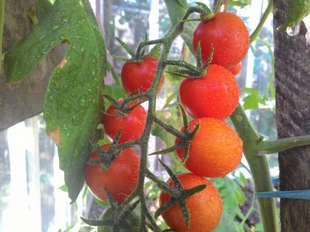 Dojrzewanie pomidorów - widok dla zmęczonych oczu! (Mojateplica.ru)
